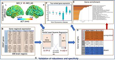 Cortical Thickness Differences Are Associated With Chemical Synaptic Transmission Upregulated Genes in Degeneration of Mild Cognitive Impairment